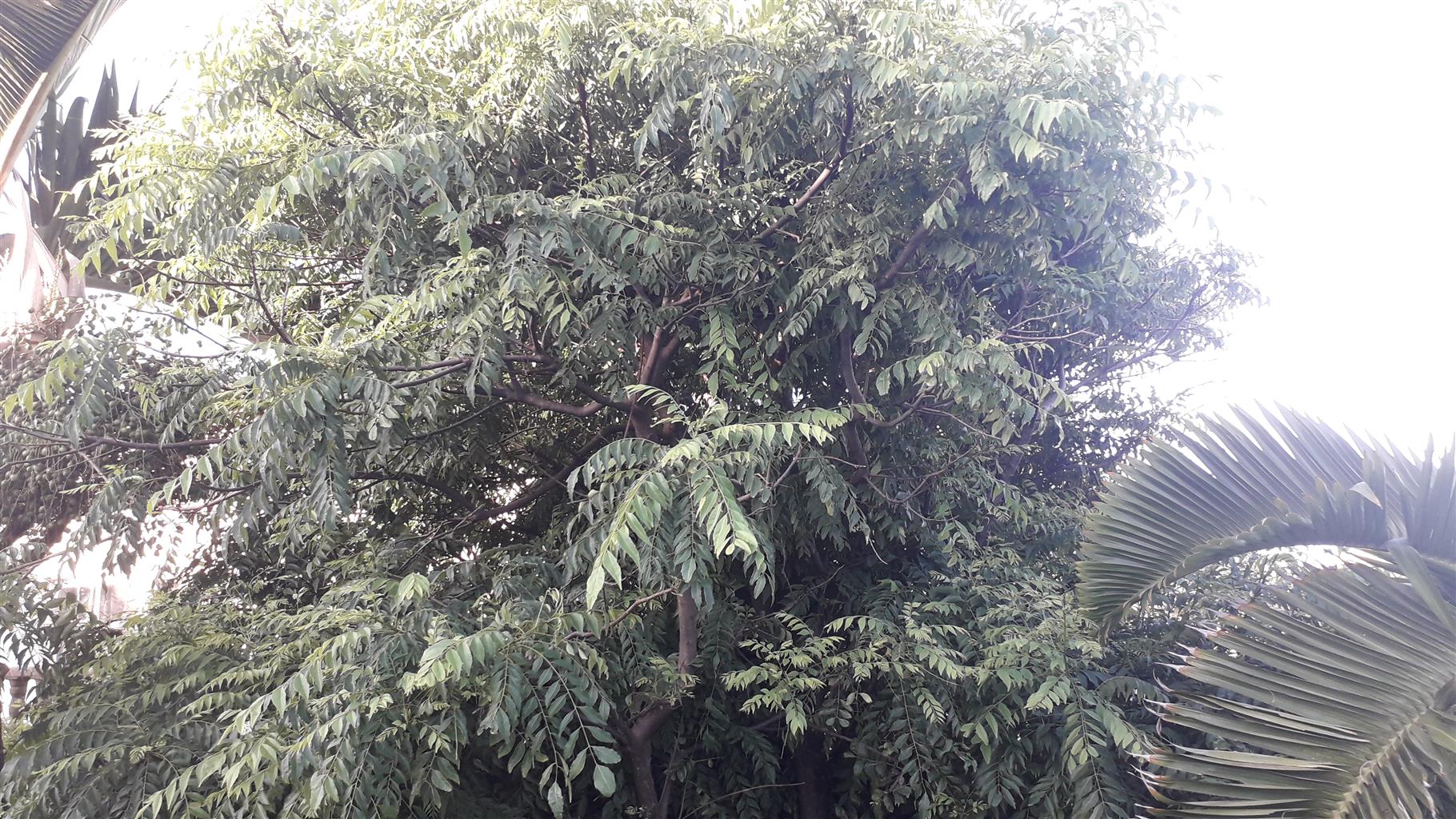 Curry leaf tree