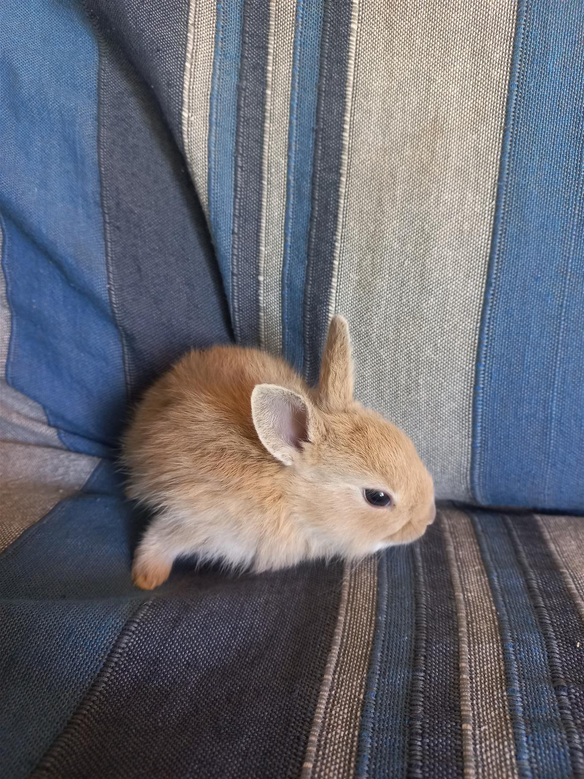 Beautiful dwarf bunnies/rabbits for sale | Junk Mail Marketplace
