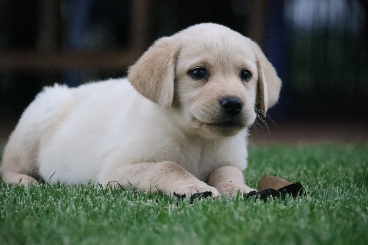 Pure bred labrador puppies | Junk Mail Marketplace