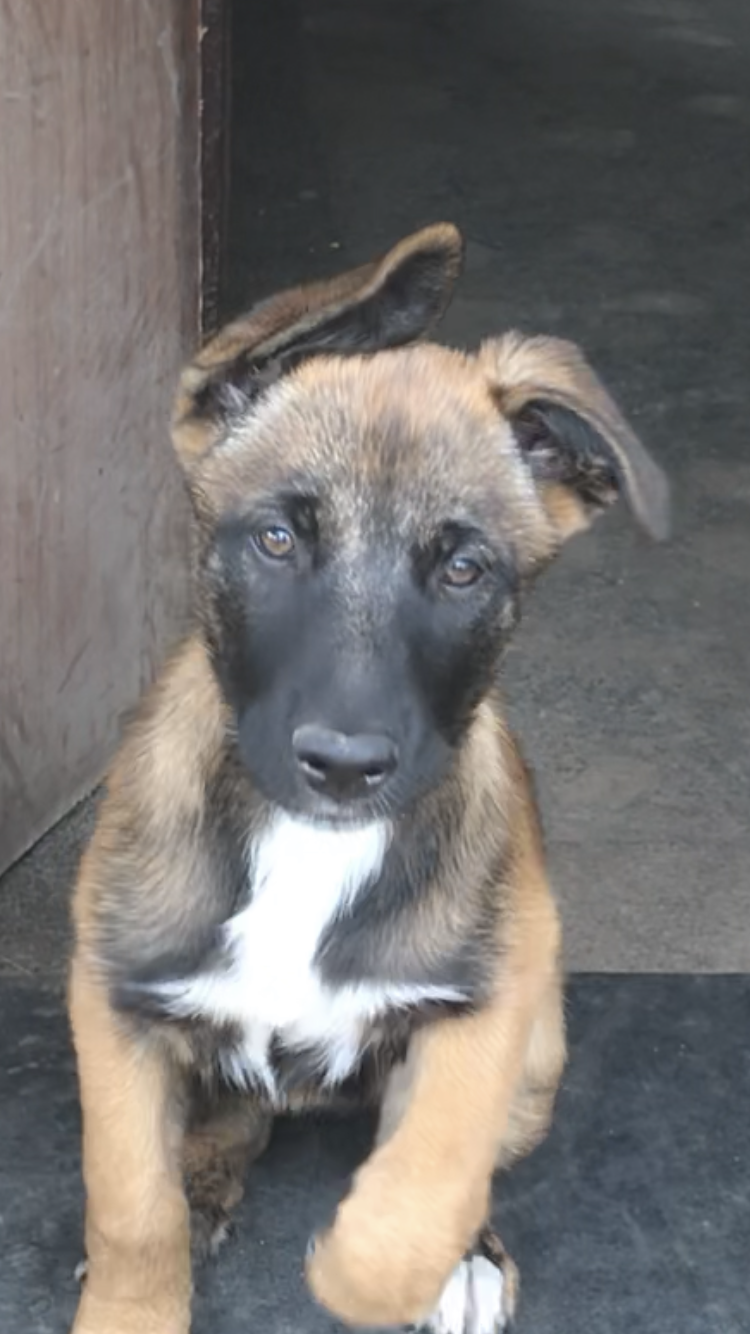 Belgian malinois puppys Junk Mail Marketplace