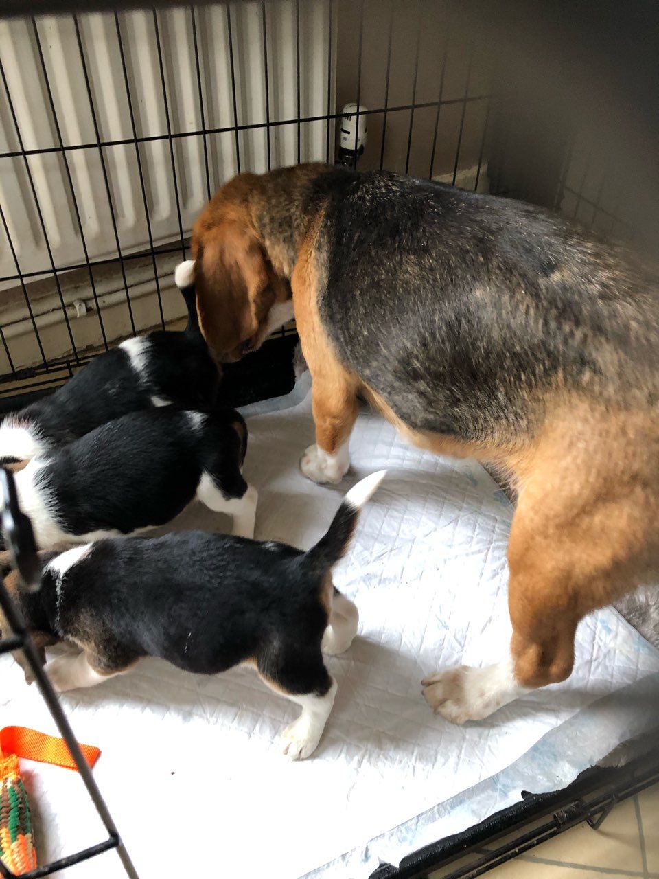 Beagle puppies Junk Mail