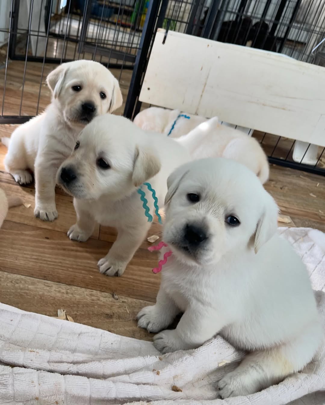 Labrador Retriever Puppies Ready for New Homes | Junk Mail Marketplace