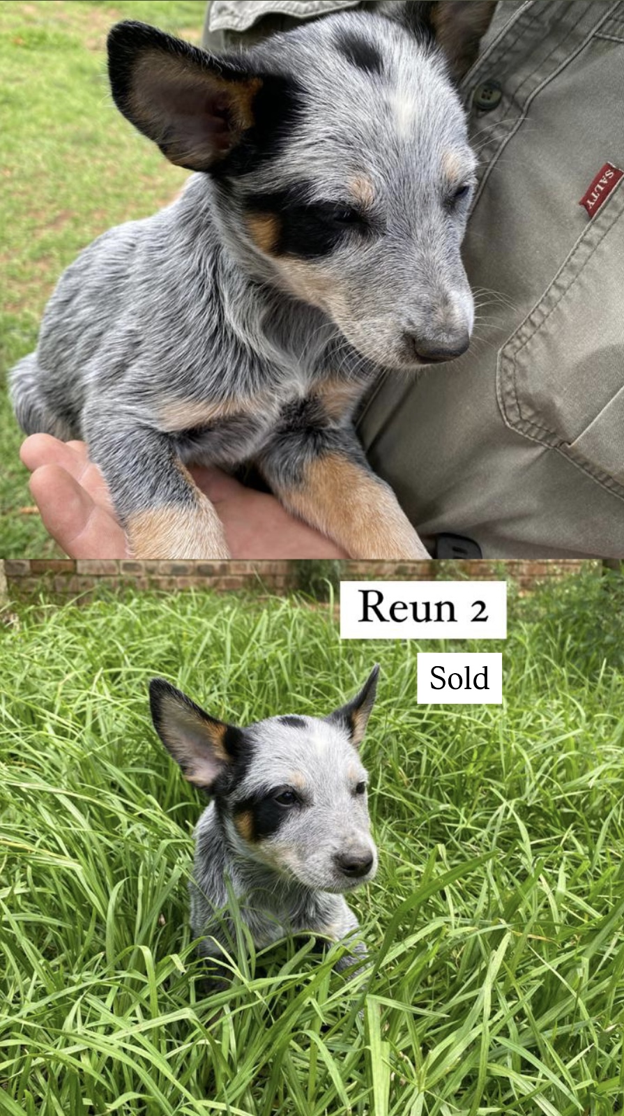 Opregte Australiese Beeshonde/ Blue heelers | Junk Mail Marketplace