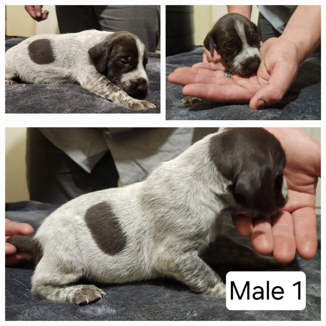 GSP puppies Junk Mail Marketplace