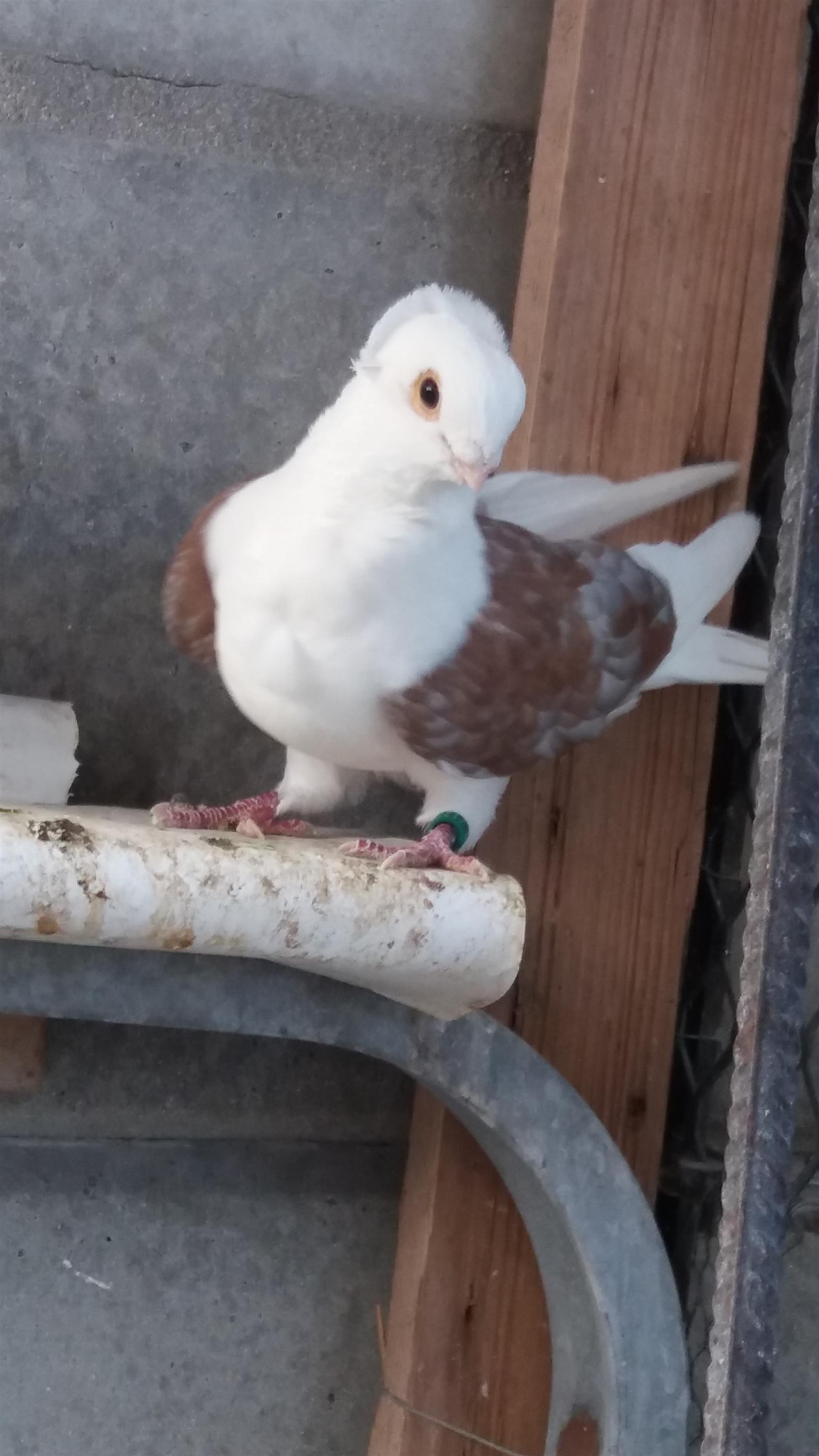 Fancy pigeons for sale Junk Mail