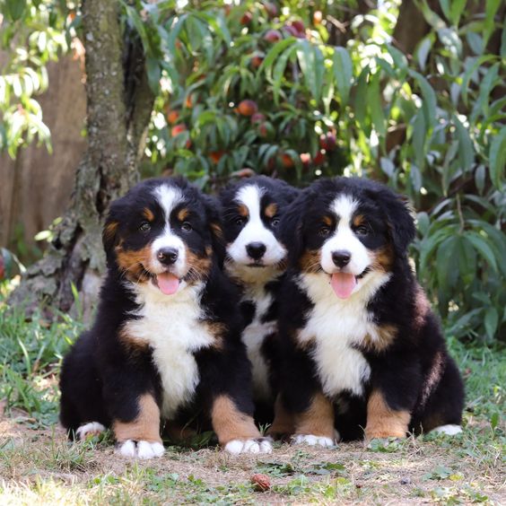 Outstanding Bernese mountain dog puppies for sale Junk Mail Marketplace