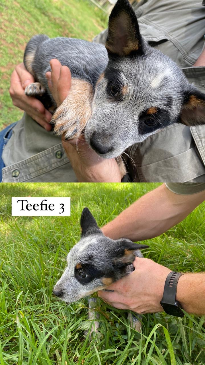 Opregte Australiese Beeshonde/ Blue heelers | Junk Mail Marketplace