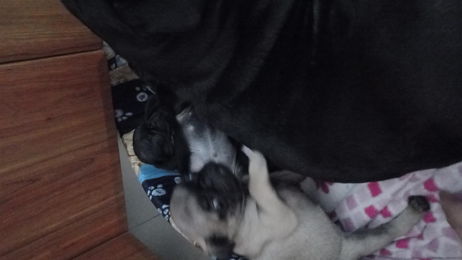 Beautiful pug puppies available 