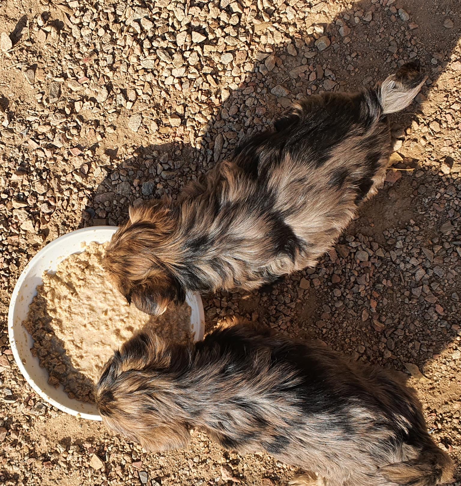 blue merle yorkie puppies for sale