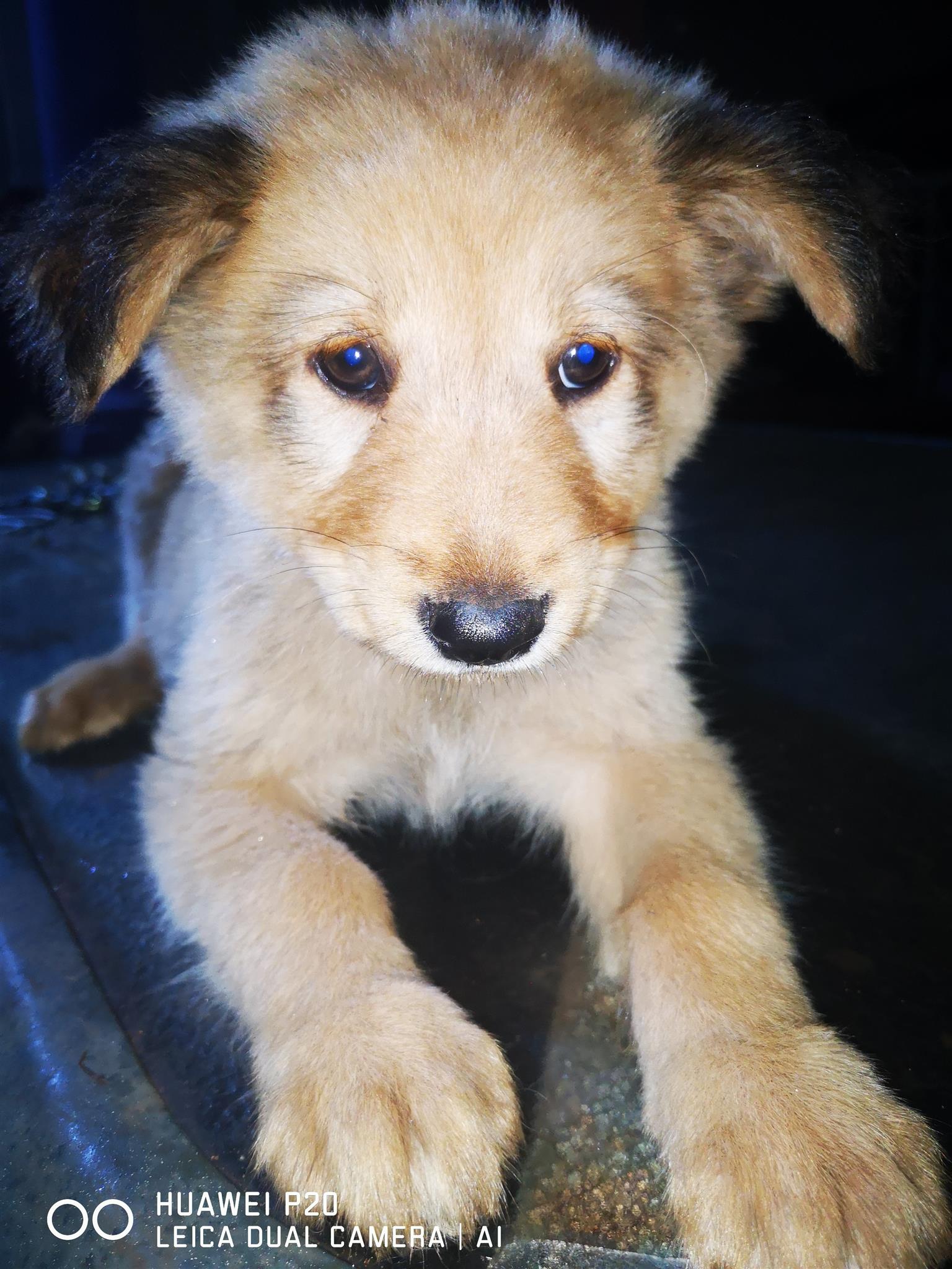 German Shepherd X Chow Puppies Durban Junk Mail