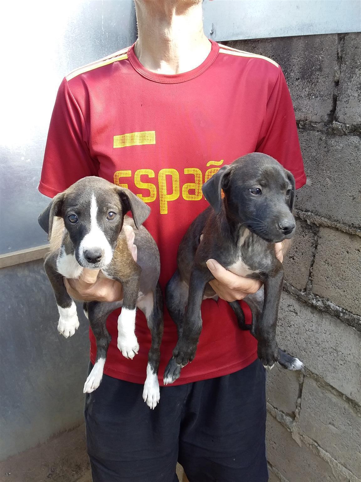JACK RUSSELL CROSS LABRADOR PUPS -1 MALE AND 1 FEMALE TO SELECT FROM