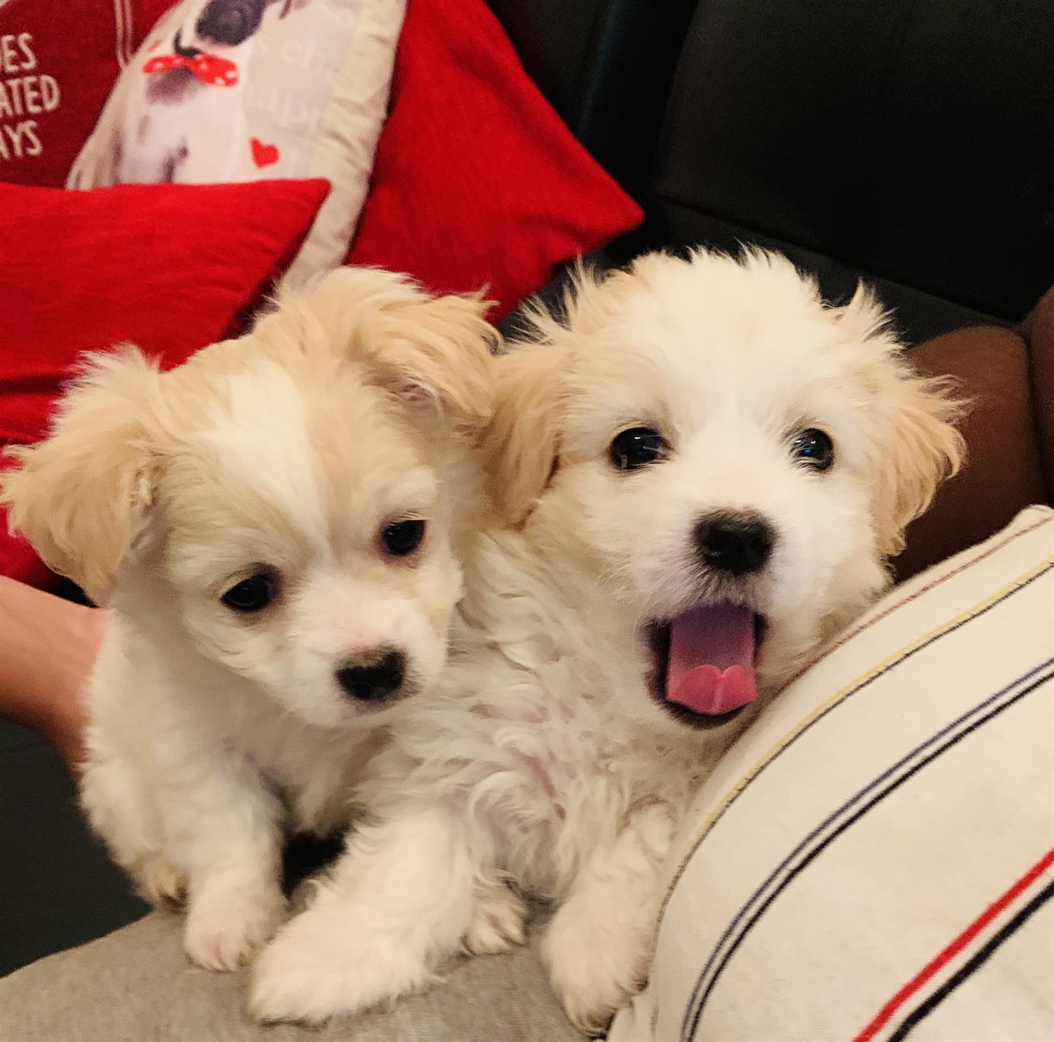 Maltese Pups 