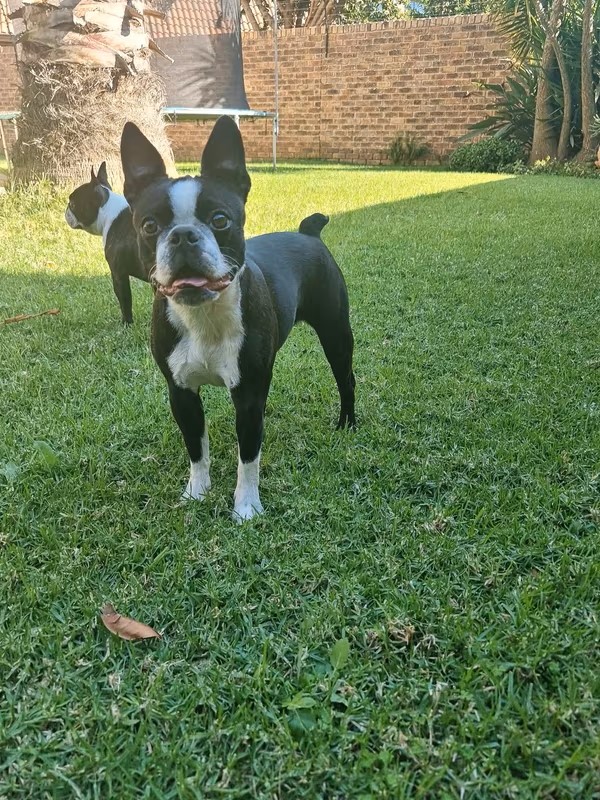 Purebred Boston Terrier Puppies | Junk Mail