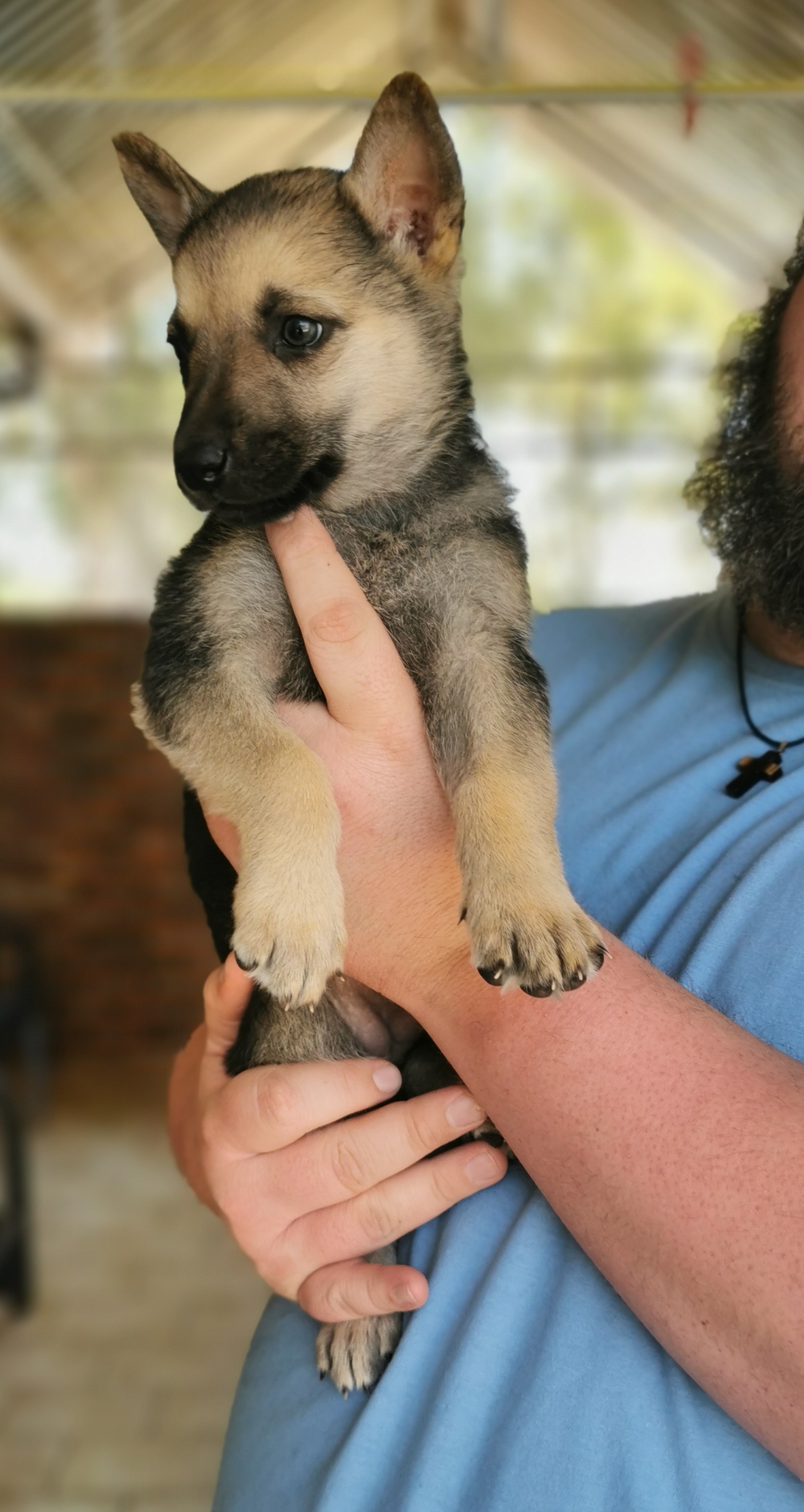 GSD x Rhodesian Ridgeback Junk Mail Marketplace