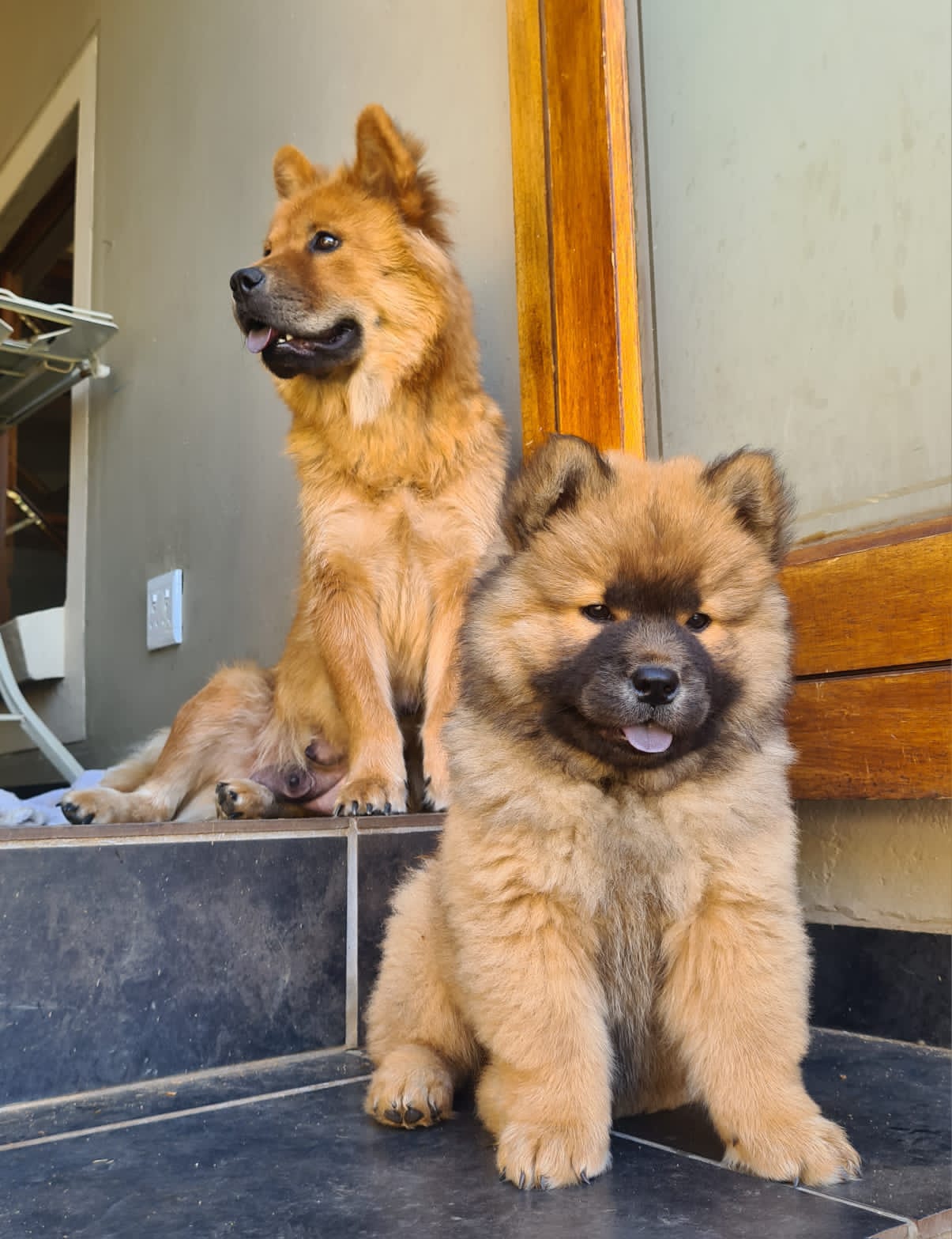 Chow Chow Puppies For Sale - Best Quality - Best Price - Beautiful Puppies 
