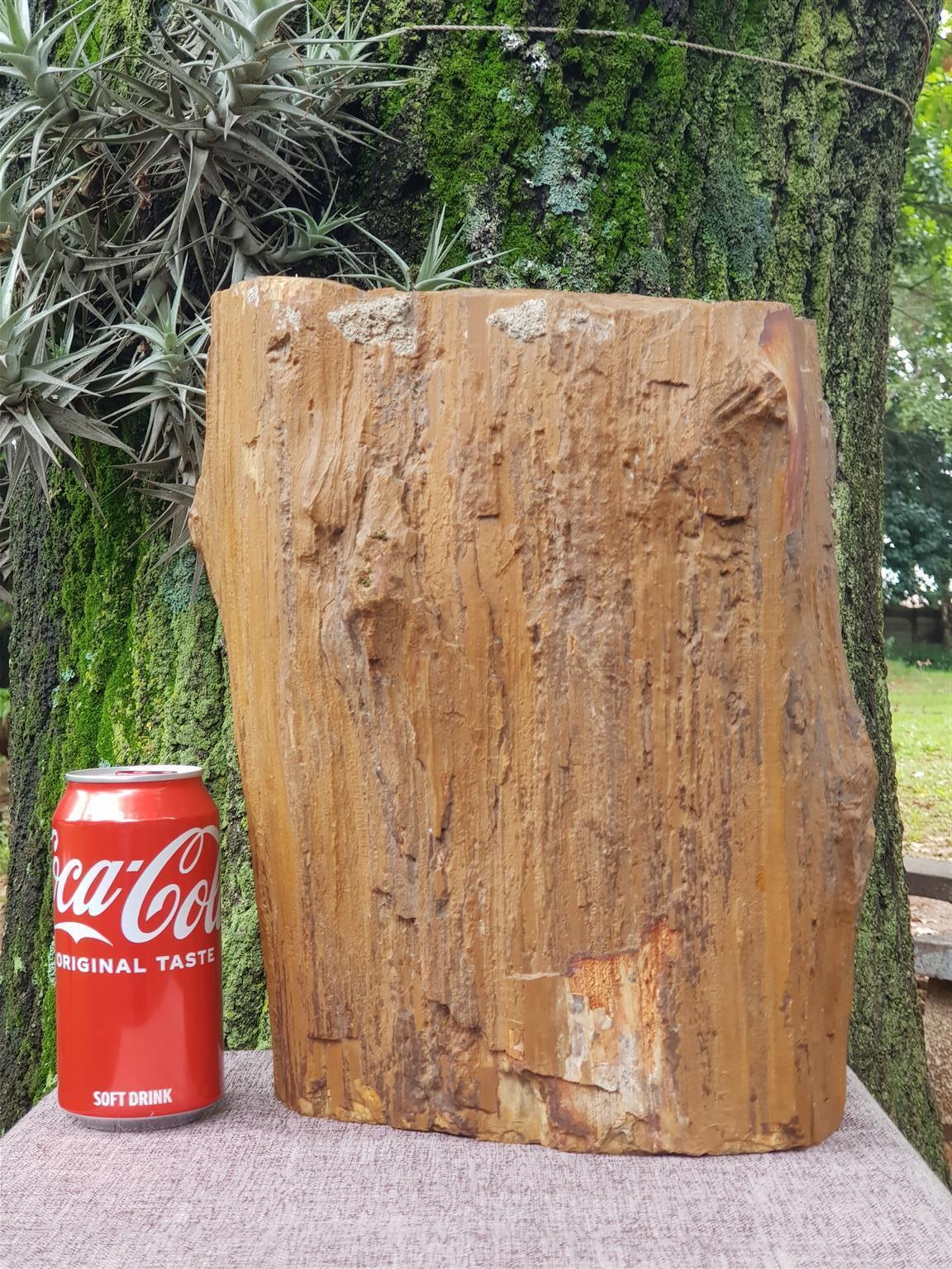 Petrified Wood