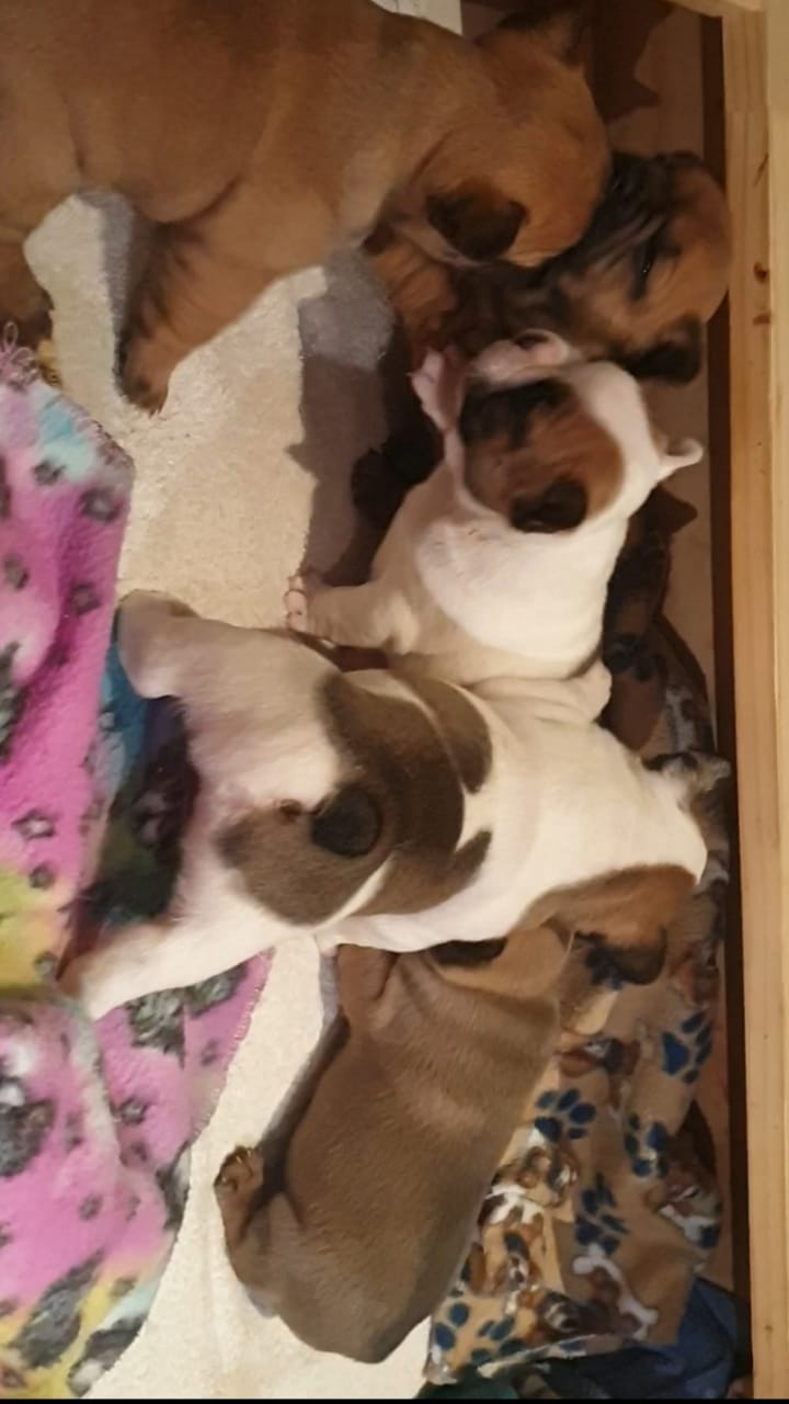 Beautiful Frenchie/ French Bulldog puppies for sale