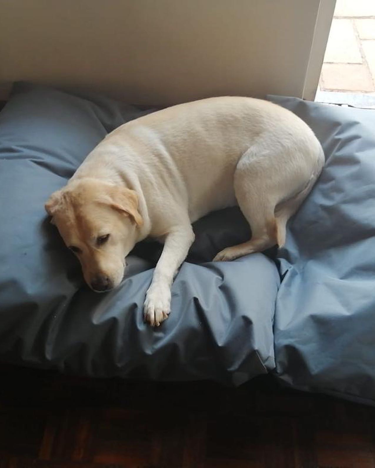 Dog beds 