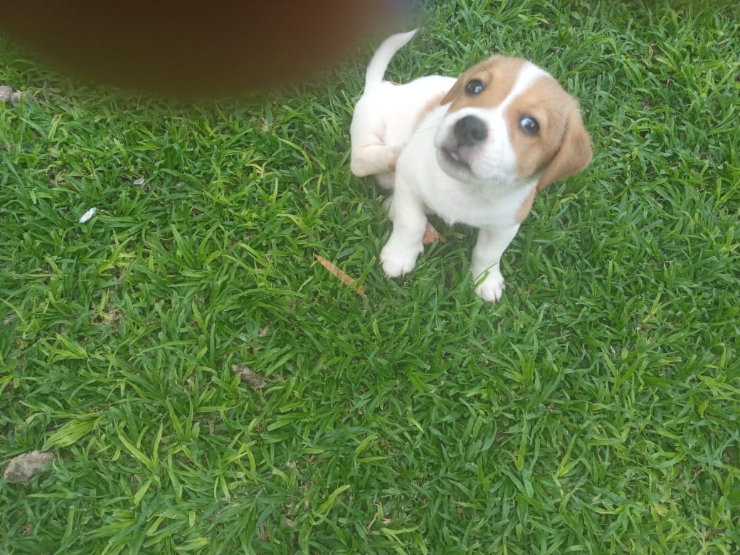 Jack russel puppies for sale