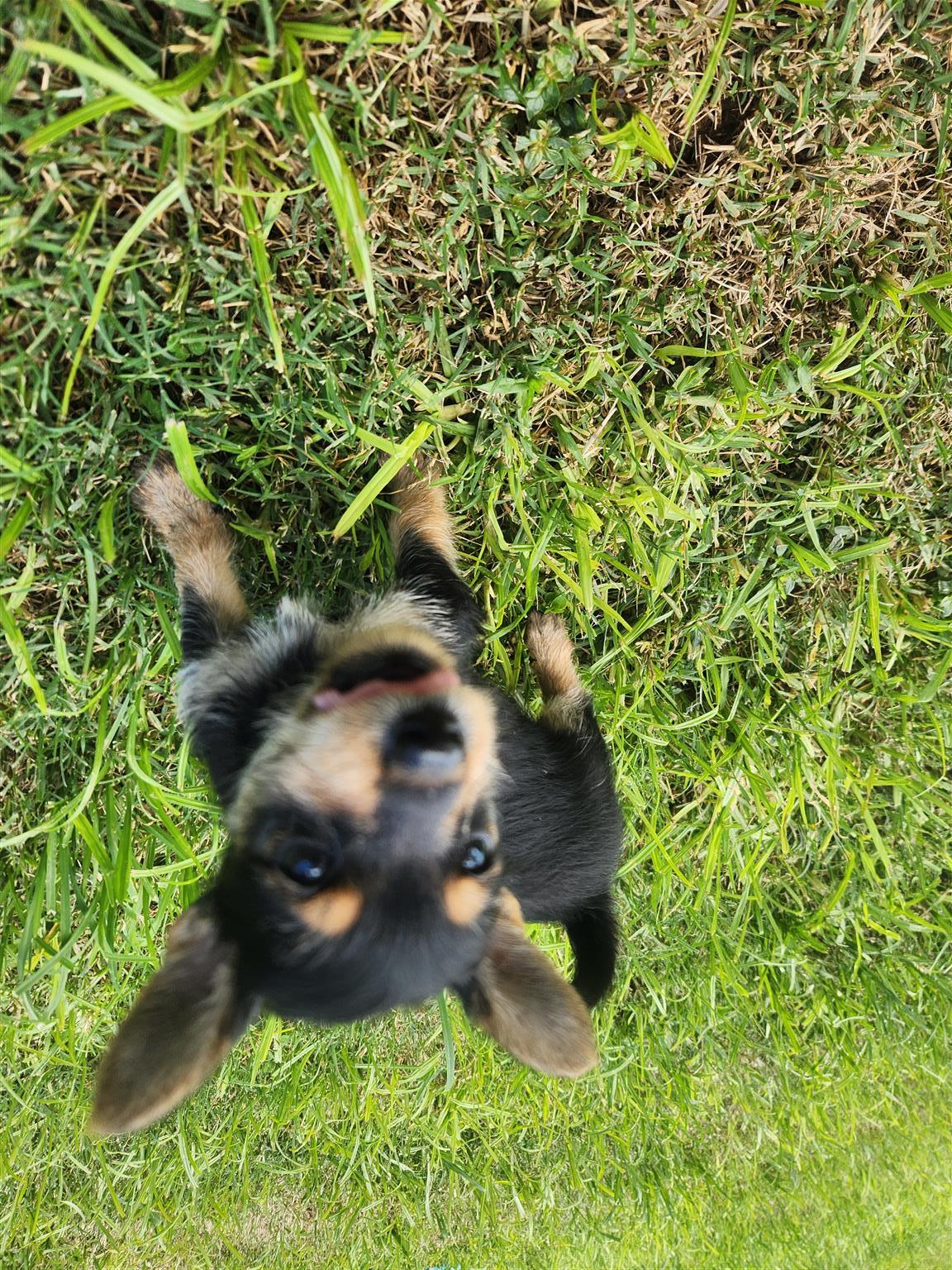 Yorkie Min Pin puppies for sale | Junk Mail Marketplace