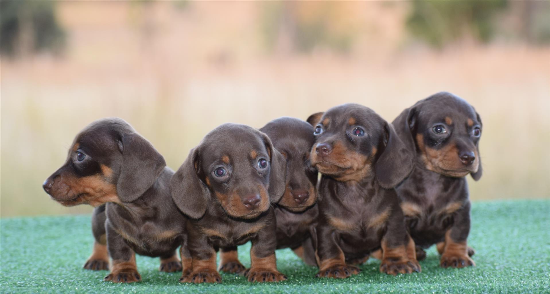 Dachshunds Junk Mail