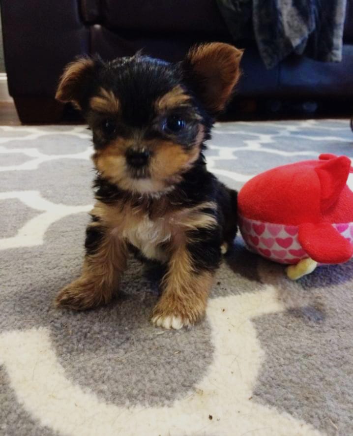 Mini Yorkie puppies | Junk Mail