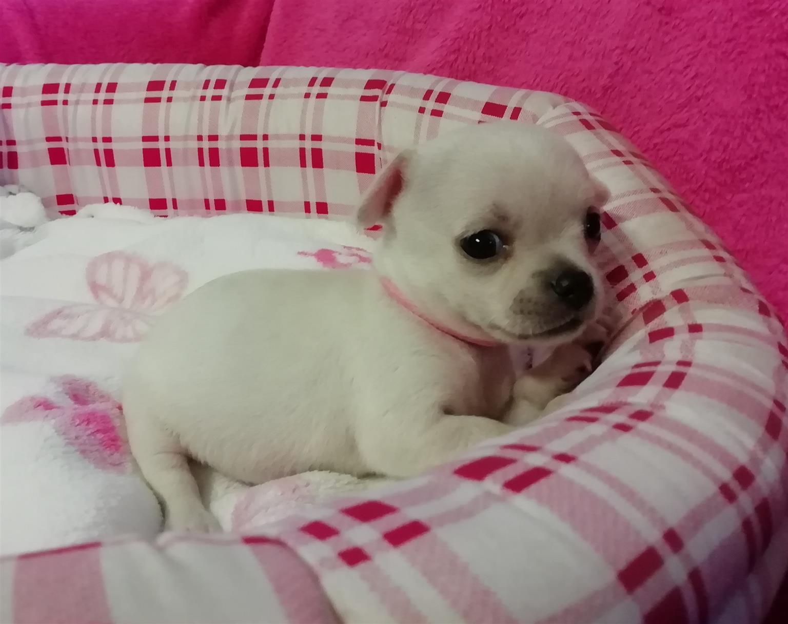 lovely chihuahua puppies available | junk mail