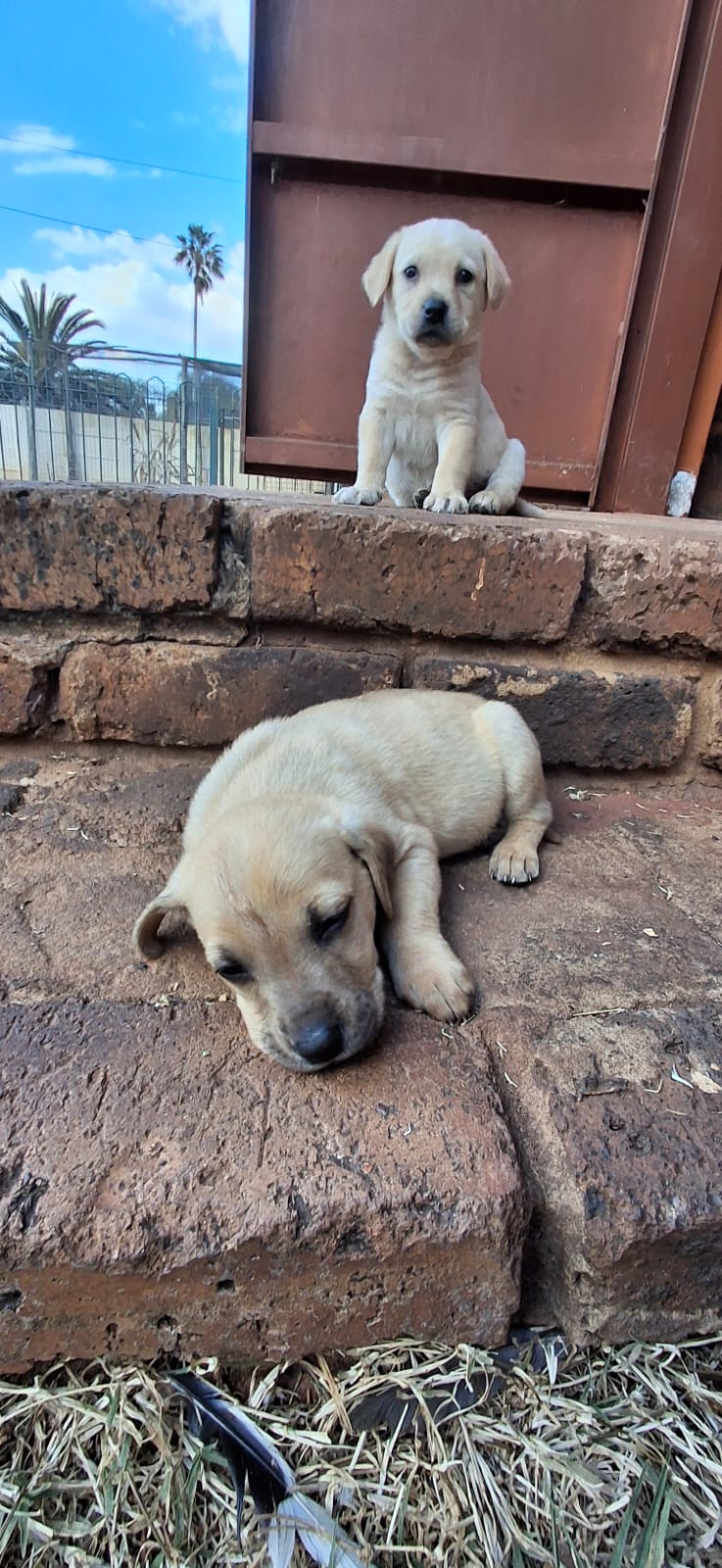 Labrador puppies for sale | Junk Mail Marketplace