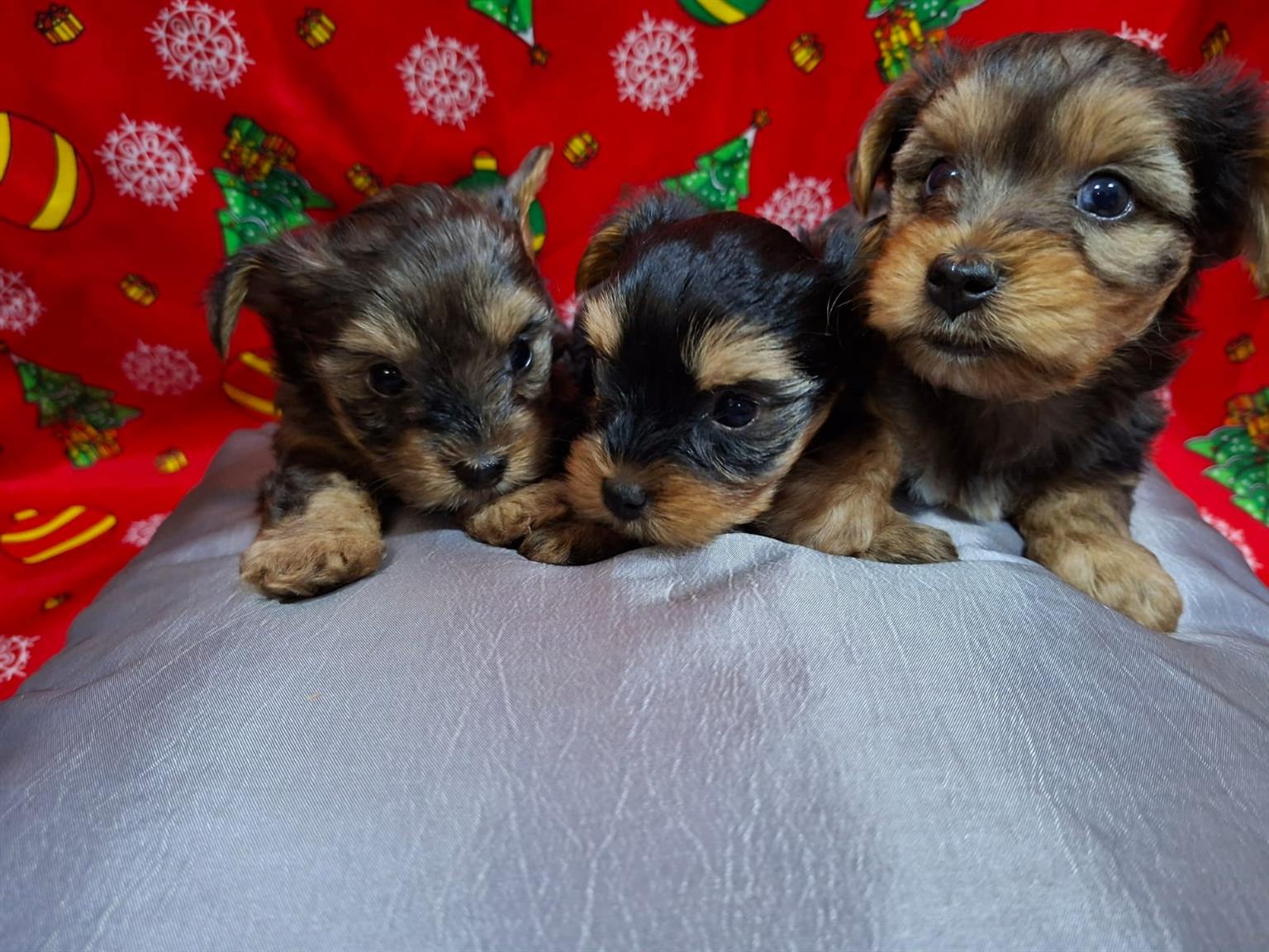 Pure bred Yorkie puppies | Junk Mail Marketplace