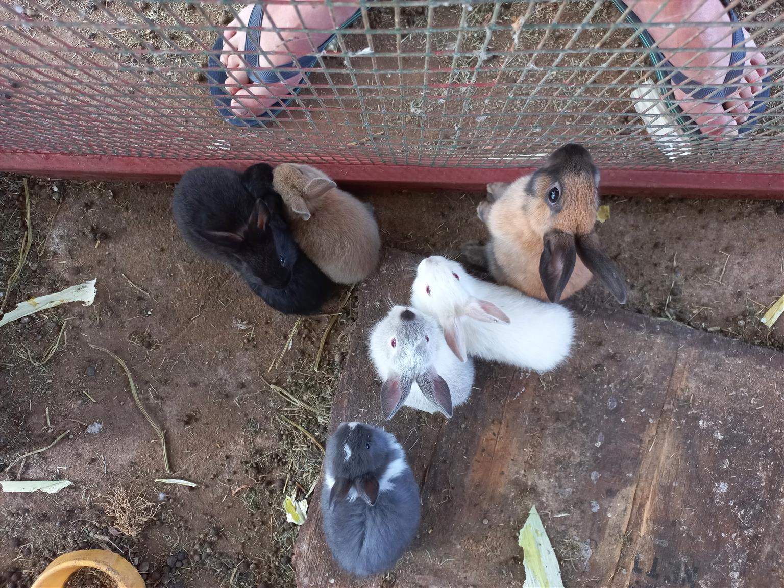 Rabbits for sale Junk Mail