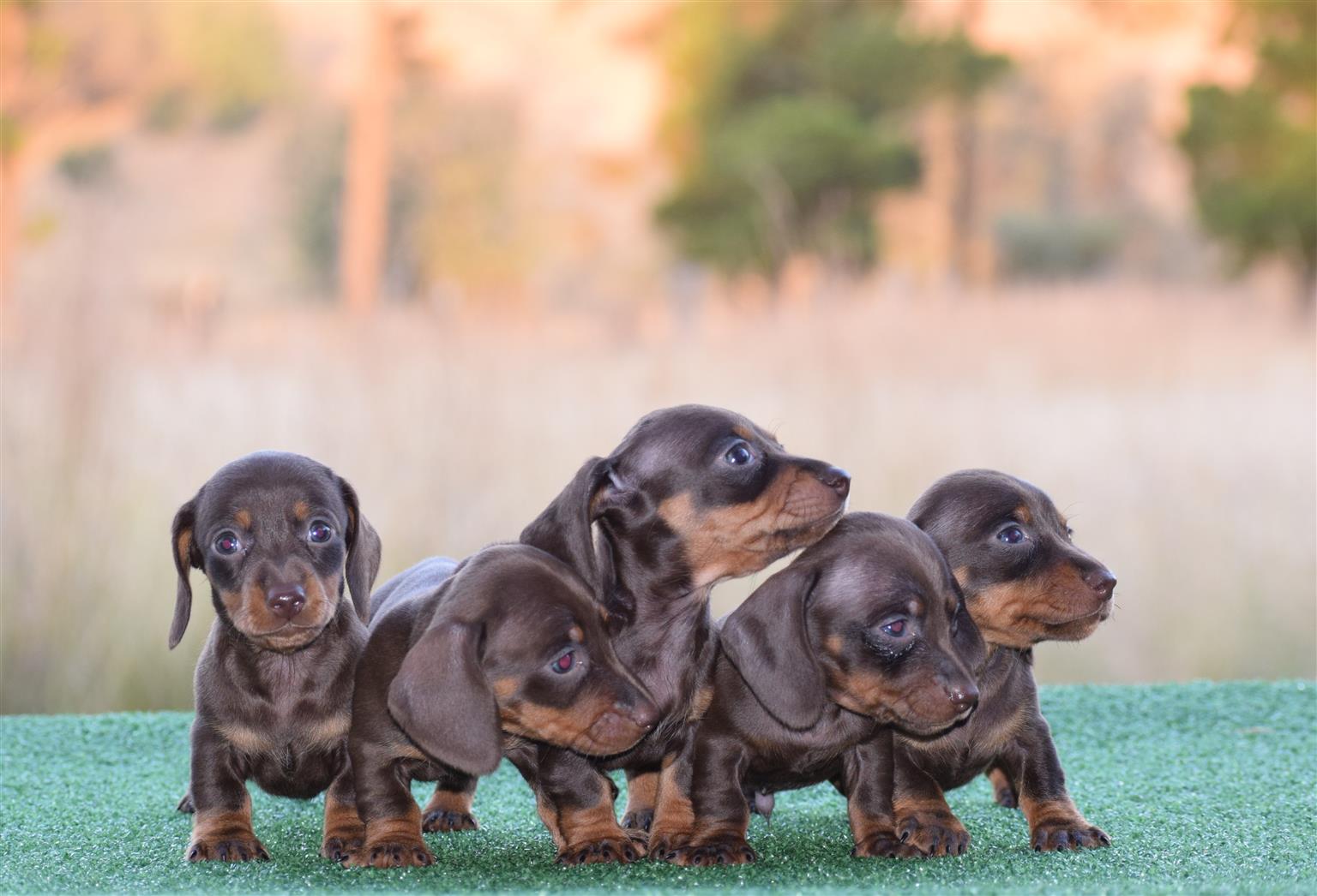 Dachshunds Junk Mail