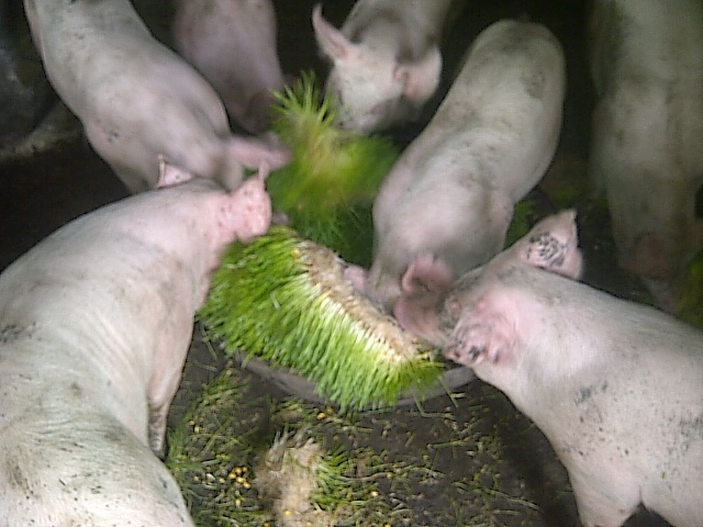 Green2Gro Fresh Animal Feed Units Fresh Fodder Green Feed | Junk Mail
