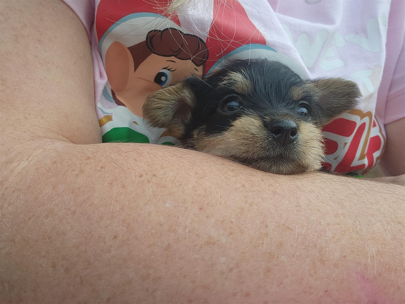Yorkie Min Pin puppies for sale | Junk Mail Marketplace