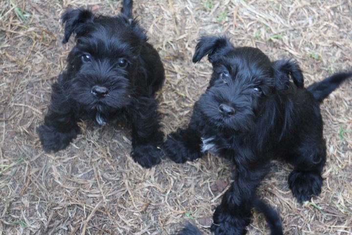 salt and pepper mini schnauzer puppies for sale