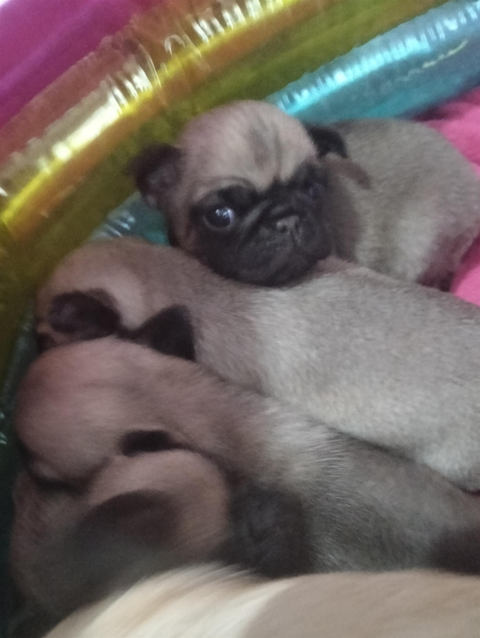 Pug puppies | Junk Mail Marketplace