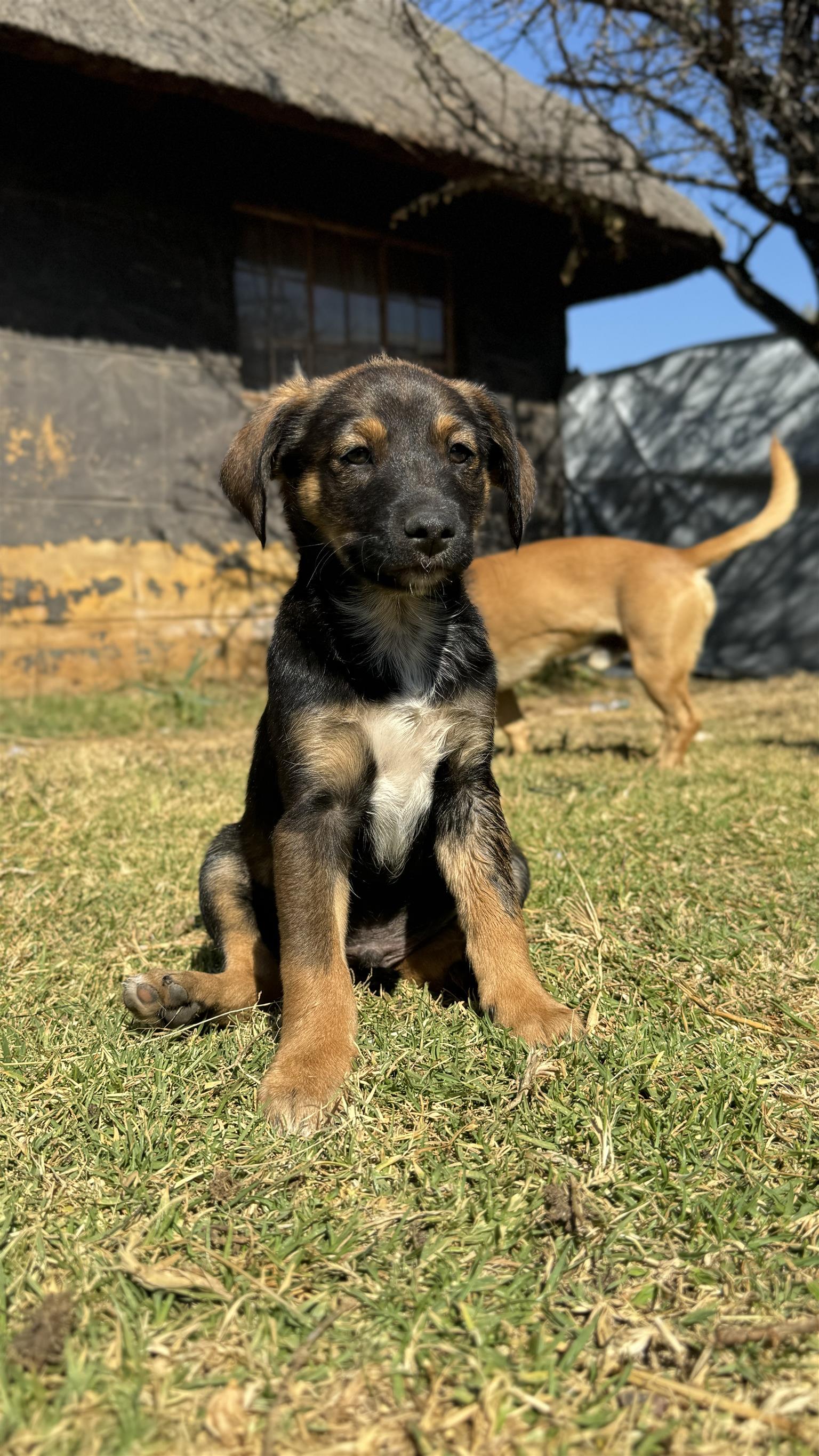 Belgian Malinois crossed with Jack Russel Puppies Junk Mail