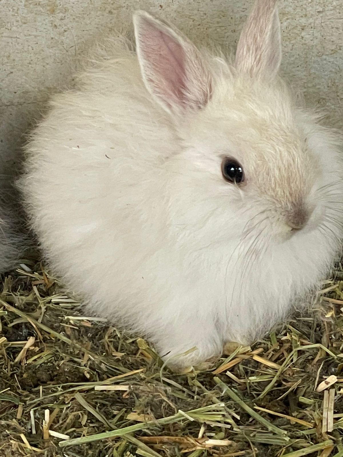 Jersey Wooly Rabbits | Junk Mail Marketplace