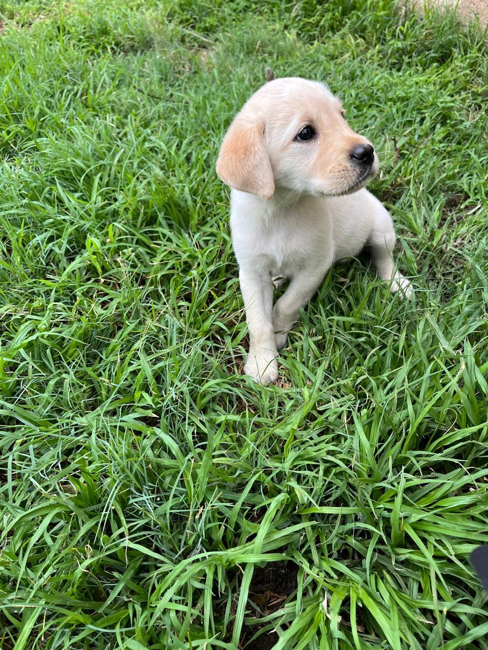 Labrador puppies | Junk Mail Marketplace