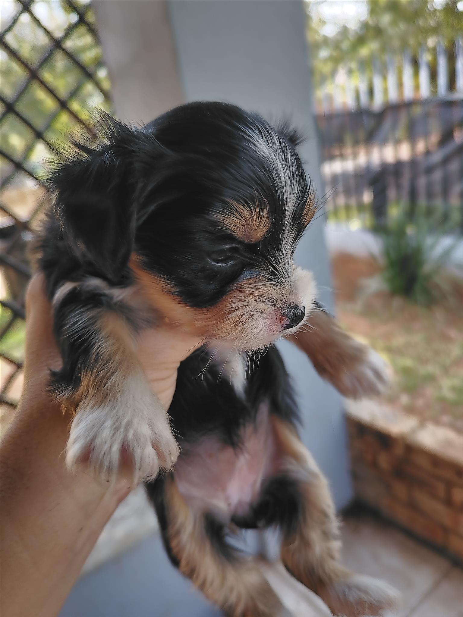 Beautiful yorkies available they are 8 weeks and is dewurmd healthy ...