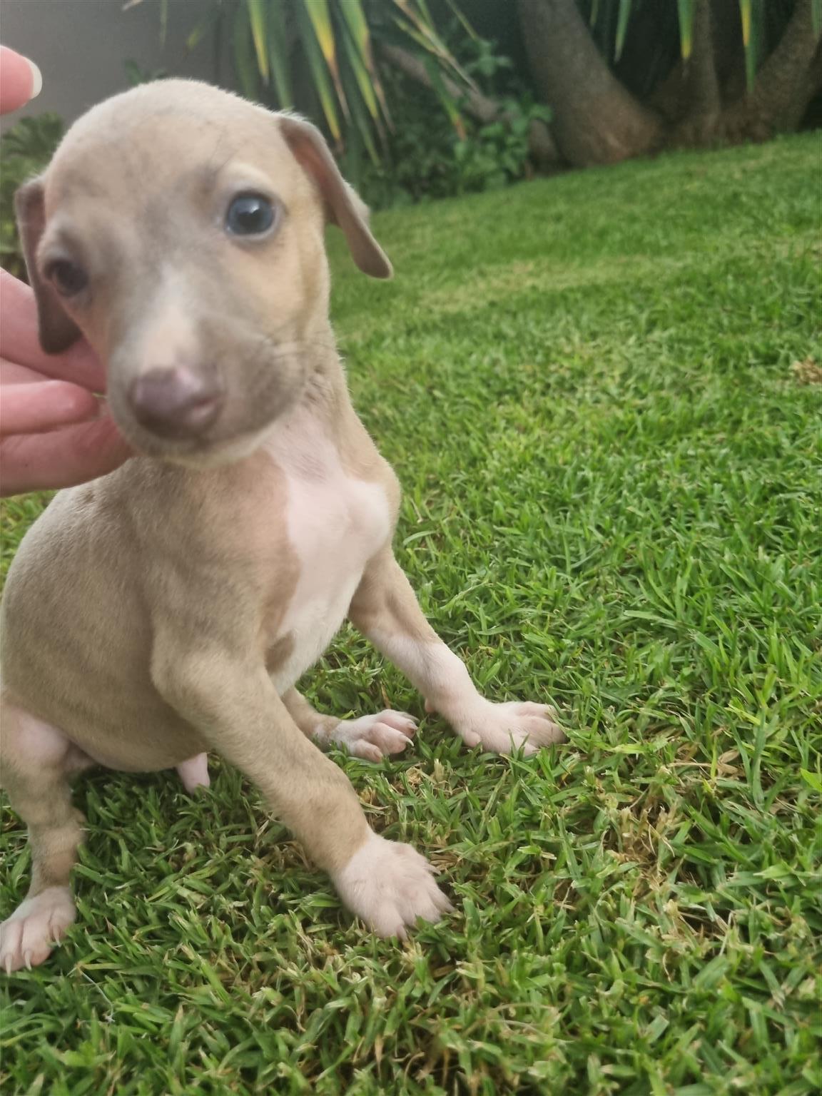 Whippet puppies north store west