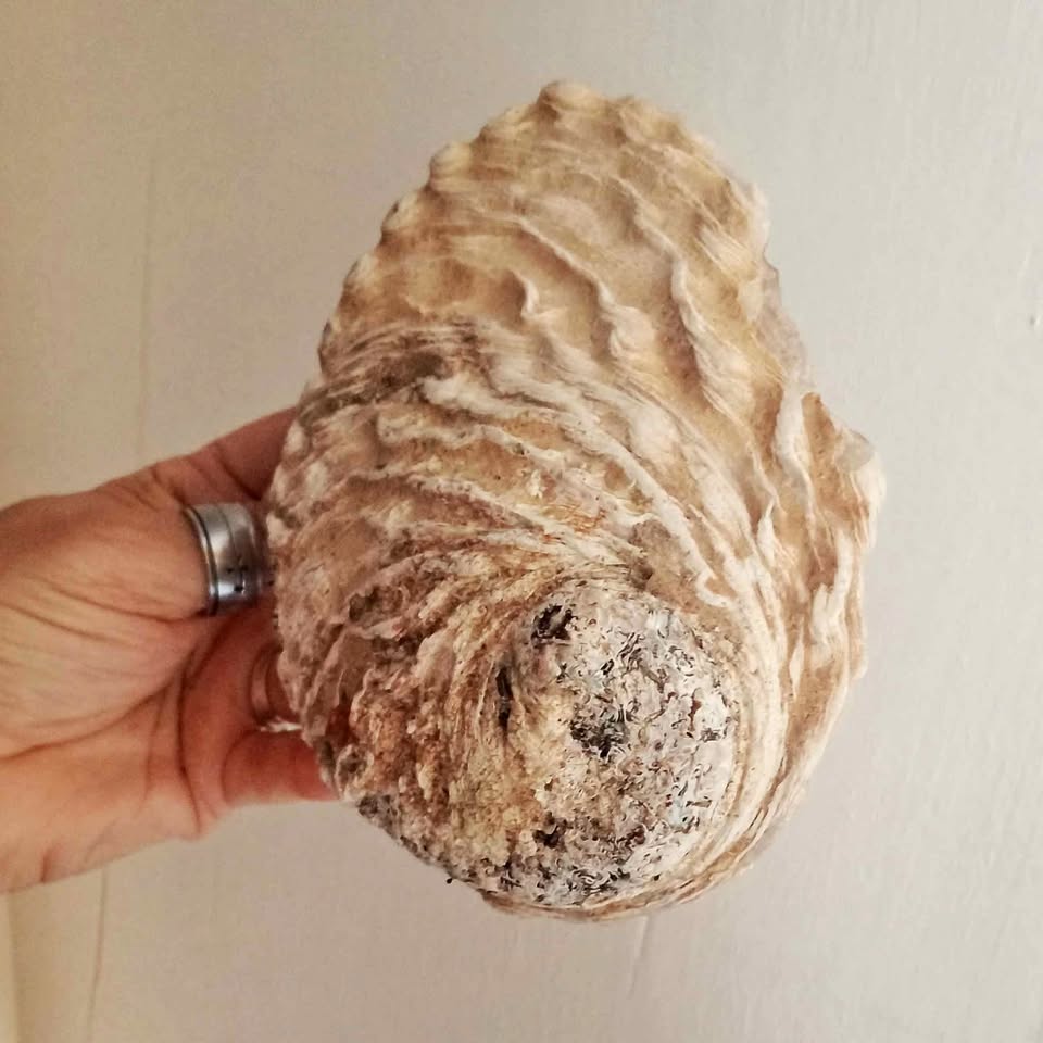 One Empty Sea Shell One Empty Sea Shell