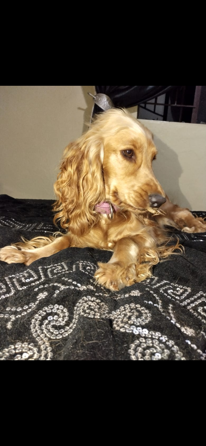 cocker spaniel puppies for sale pedigree