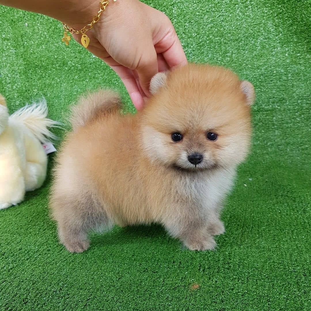 Pocket Pomeranian Puppies Pocket Pomeranian Puppies