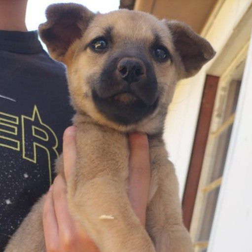 Belgian Shepherd puppies Junk Mail Marketplace