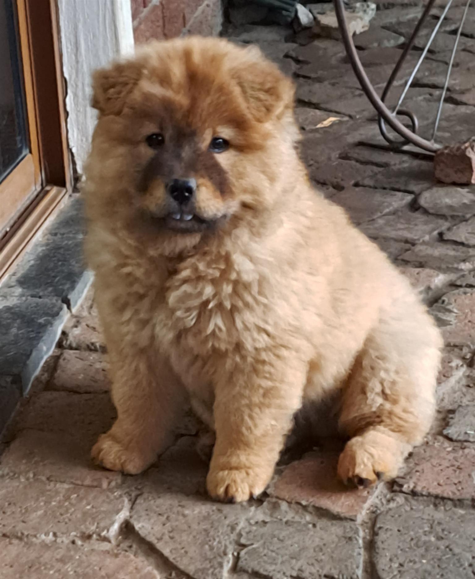 Chow puppy for sale