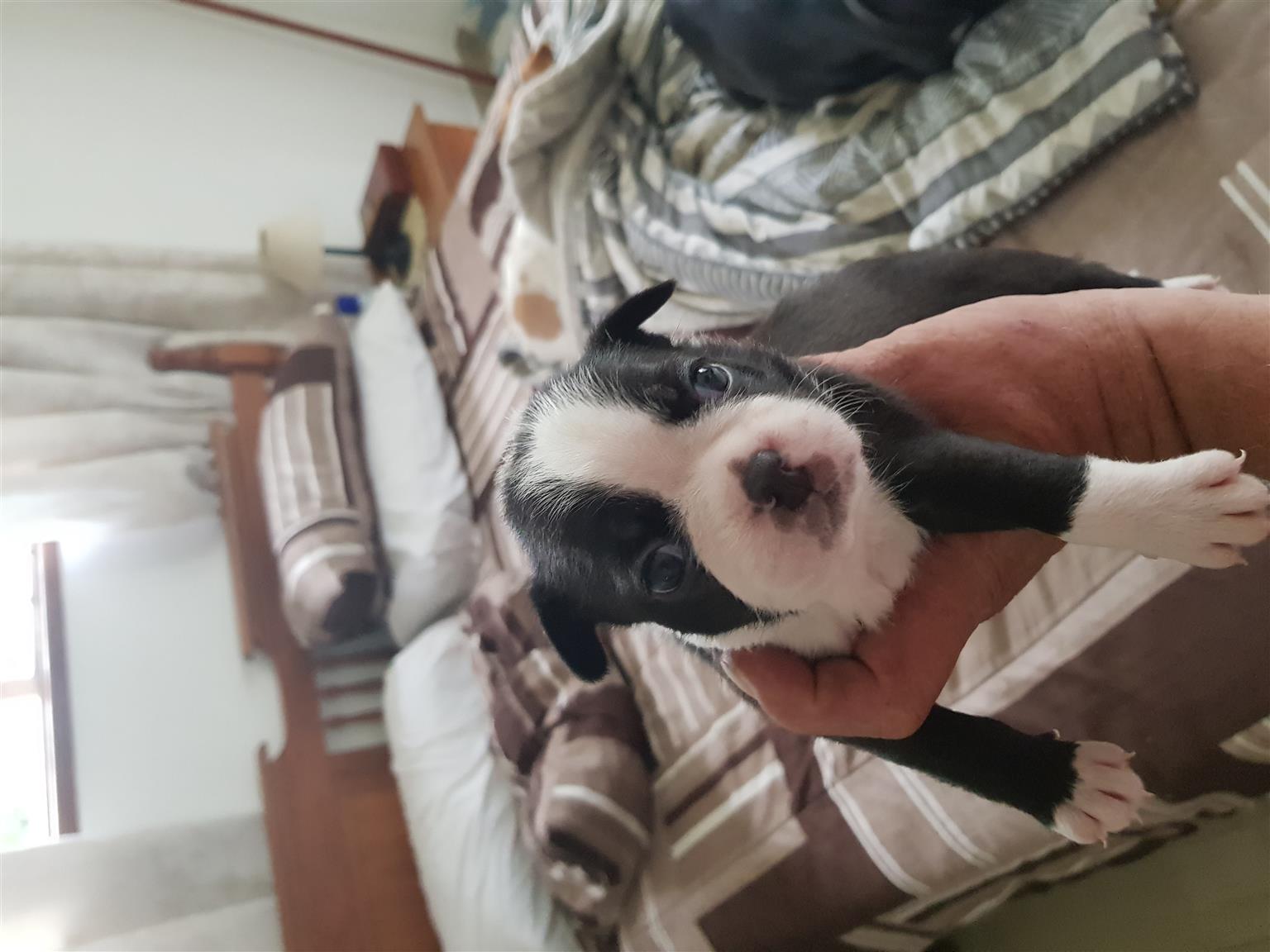 Purebreed boston terriers for sale .. vaccinate and dewormed.
