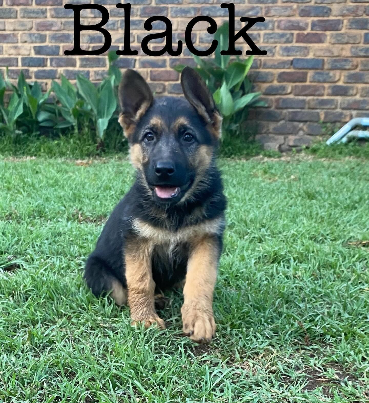 Black and tan registered german shepherd puppies