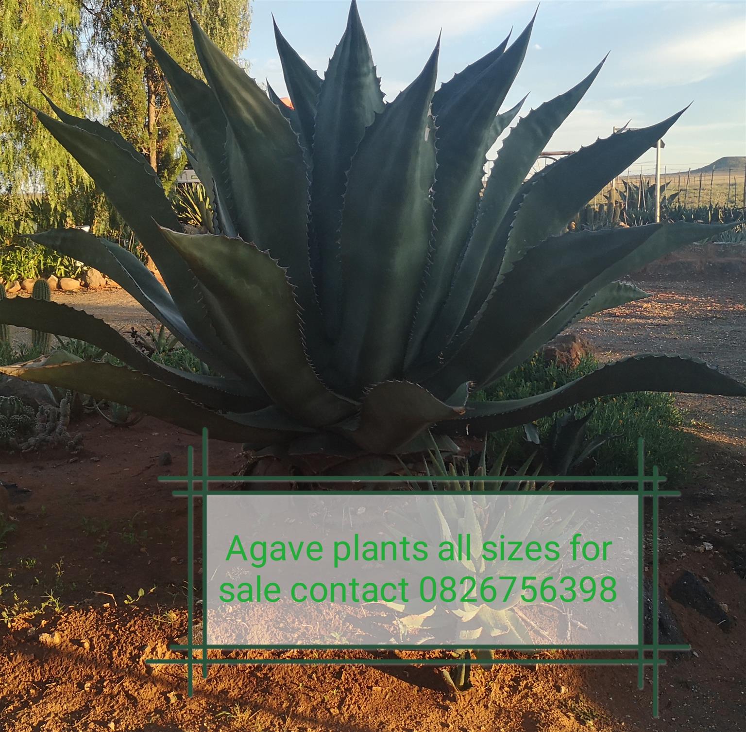 Agave plants for sale in Bloemfontein 
