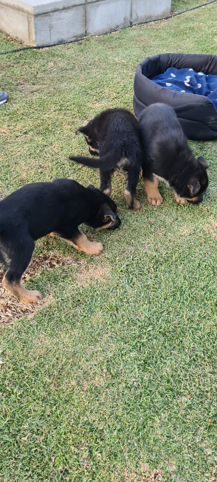 German Shepherd puppies 8weeks old for sale 3 female and 1 male left.all injecti