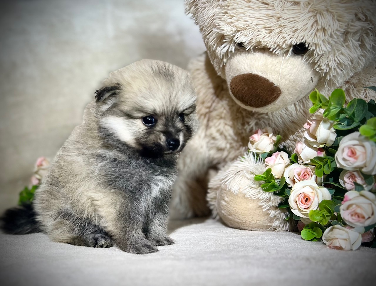 Gorgious Cream Sable pomeranian | Junk Mail Marketplace